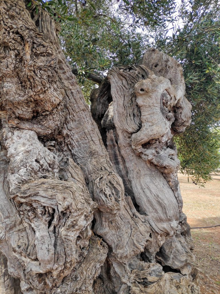 ….najstarsze, tysiącletnie drzewa oliwne w Masseria Brancatti
