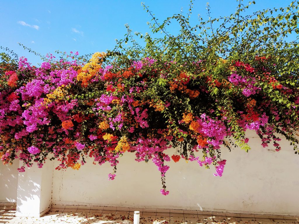 Kolory Maroka – wielokolorowe bugenwille