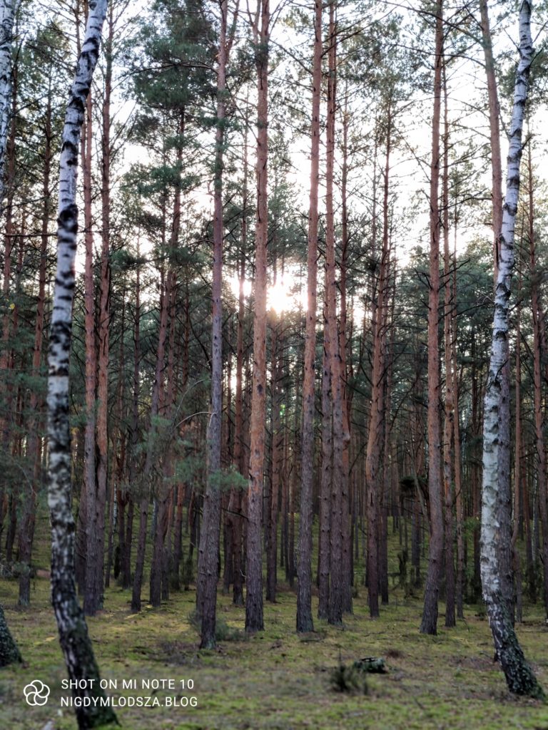 las-w-okolicach-popowa