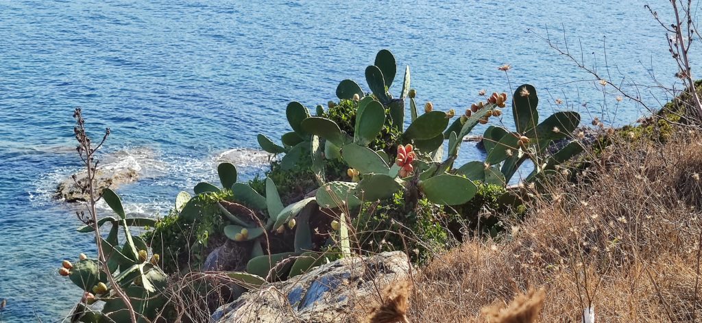 Piękna przyroda Korsyki...